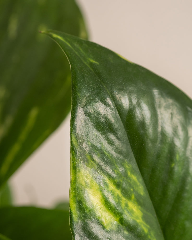 feey-efeutute-epipremnum-aureum-h-ngepflanze-klein image 2