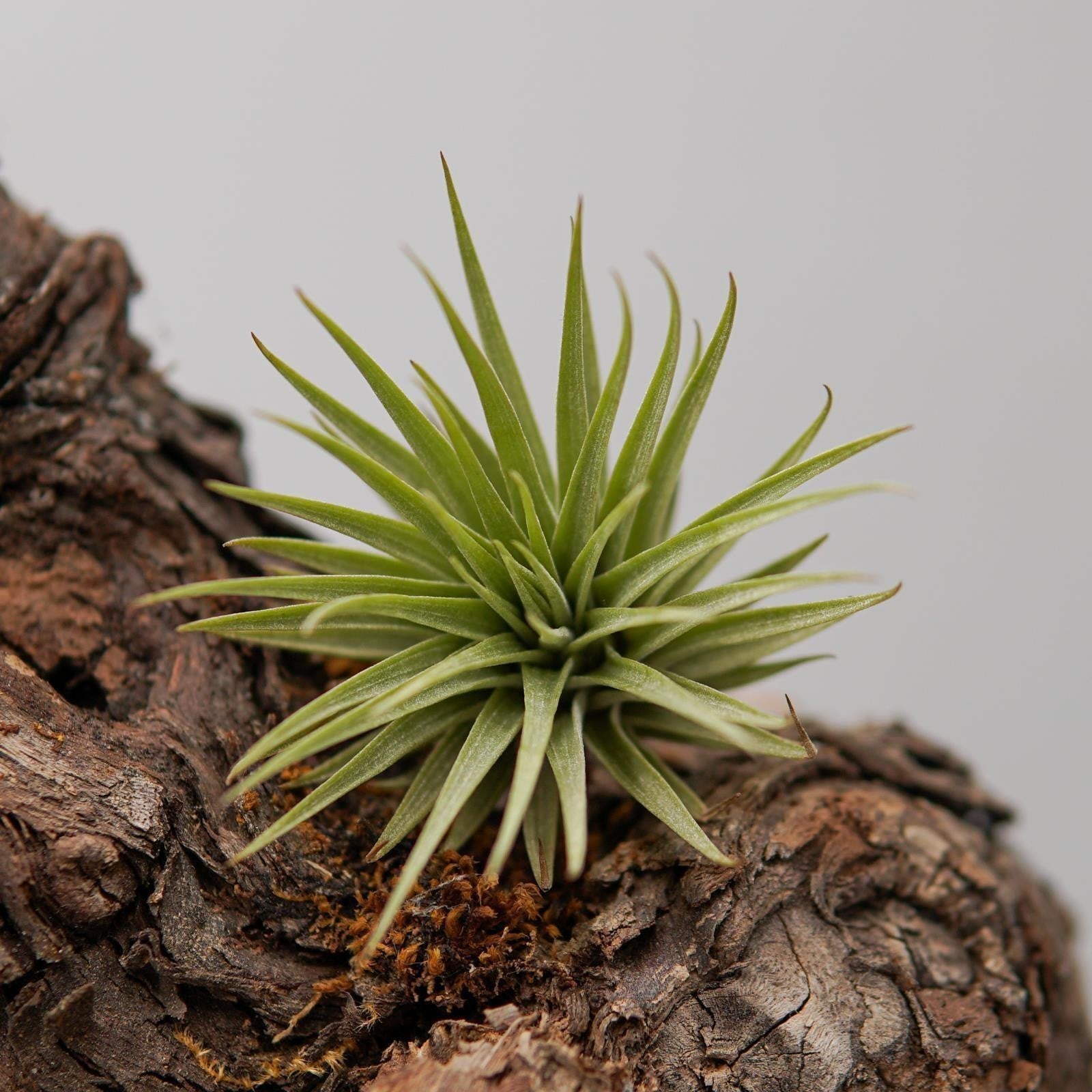 pasiora-tillandsia-espinosae-luftnelke-bromelie-aus-s-damerika image 3