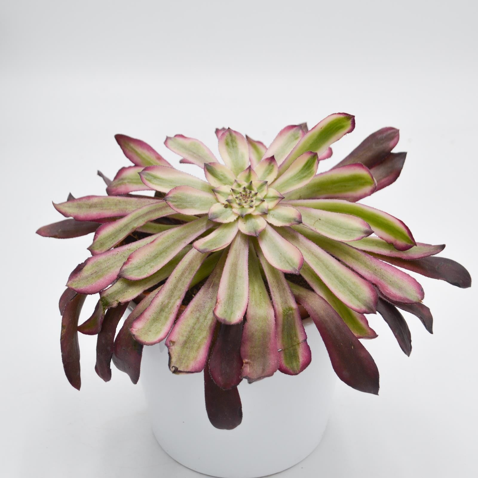 pasiora-aeonium-mardi-gras-rosetten-sukkulente-10-5cm-topf image 2