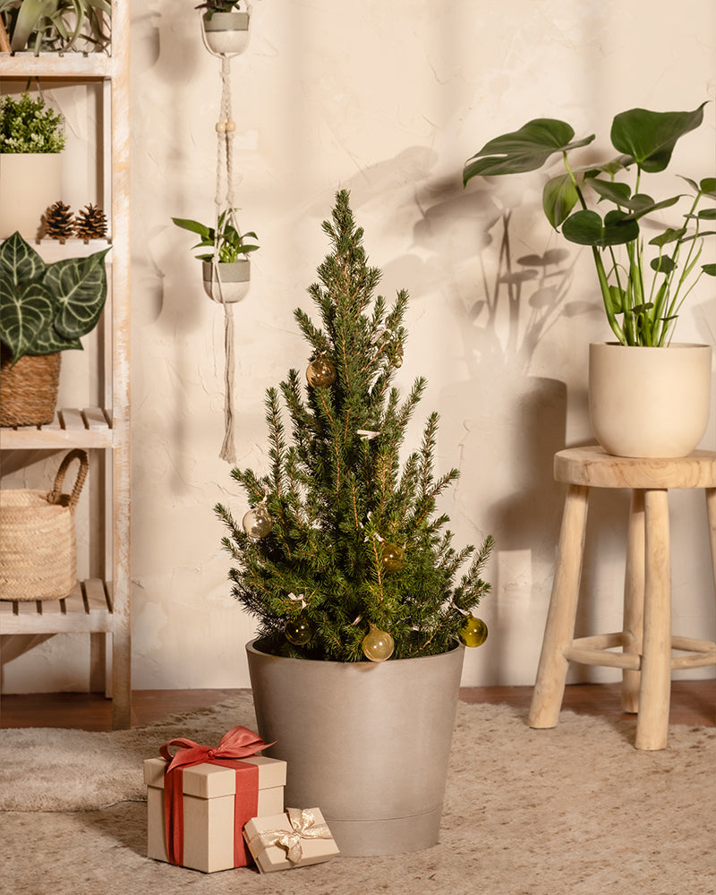 feey-gro-er-tannenbaum-zuckerhutfichte-picea-glauca-december-k-bel image 4