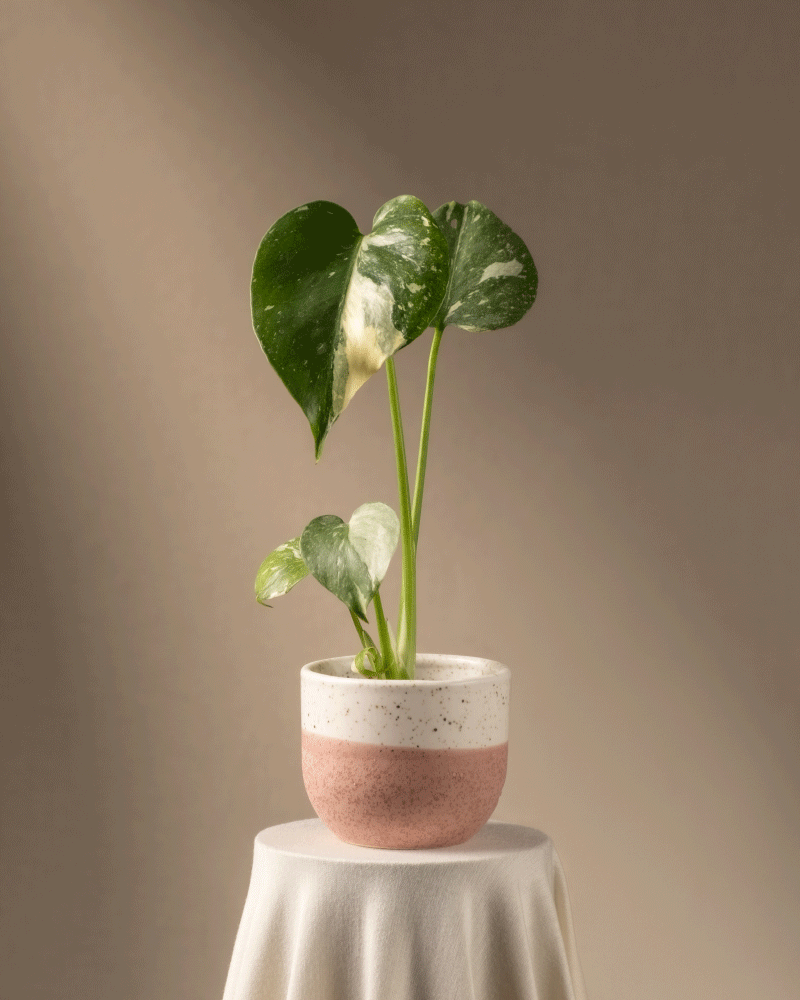 feey-monstera-deliciosa-thai-constellation-babypflanze image 5