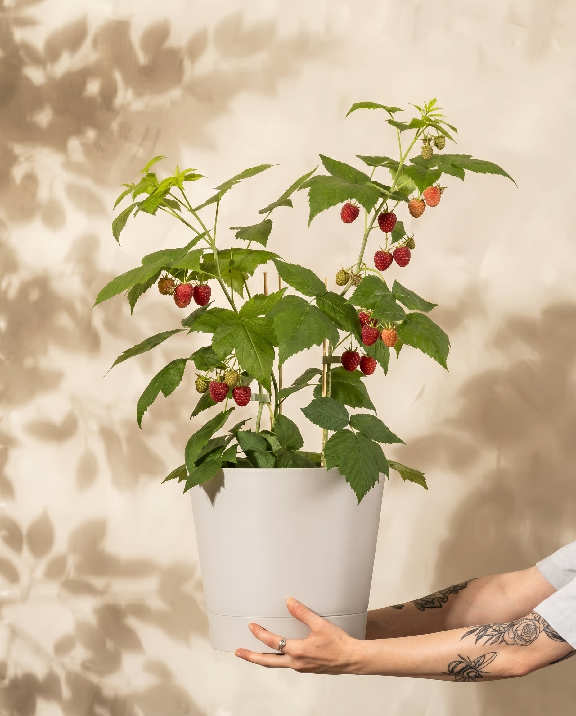 feey-himbeere-trio-rubus-idaeus-autumn-bliss-obstpflanzen-set image 1