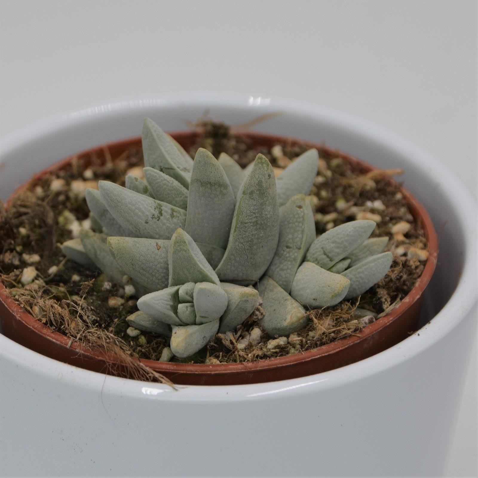 pasiora-crassula-cornuta-dickblatt-sukkulente-8-5cm-topf image 4