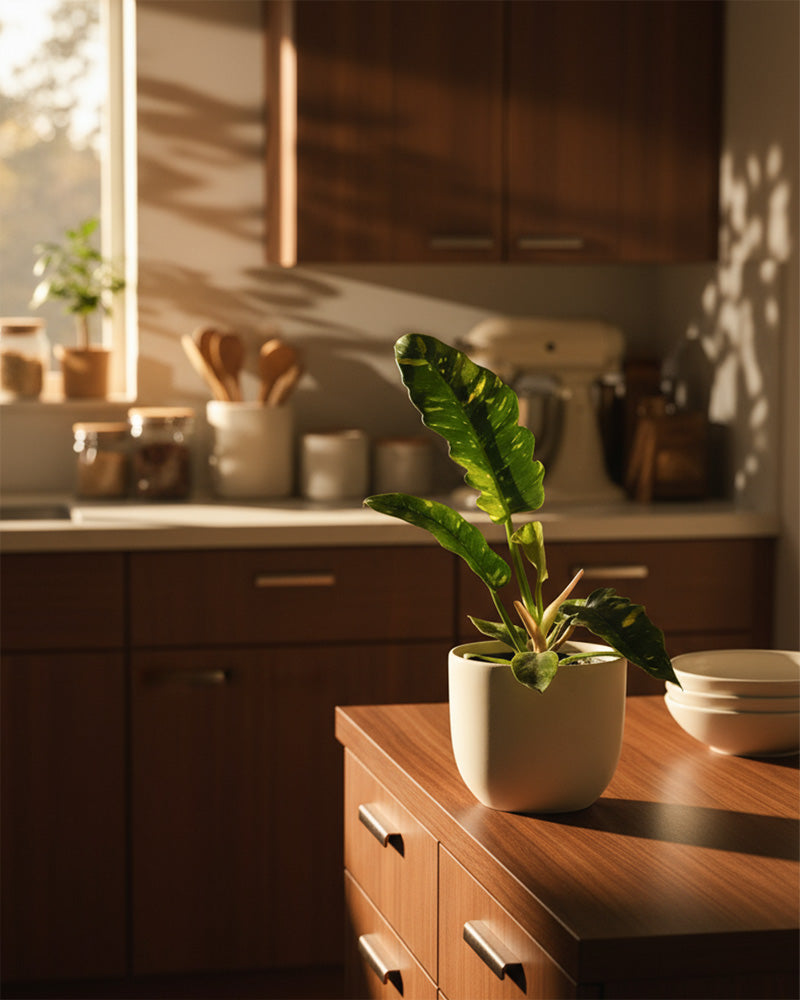 feey-philodendron-ring-of-fire-zimmerpflanze image 4