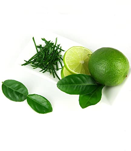 baldur-garten-kaffir-limette-citrus-hystrix-im-12-cm-topf image 4