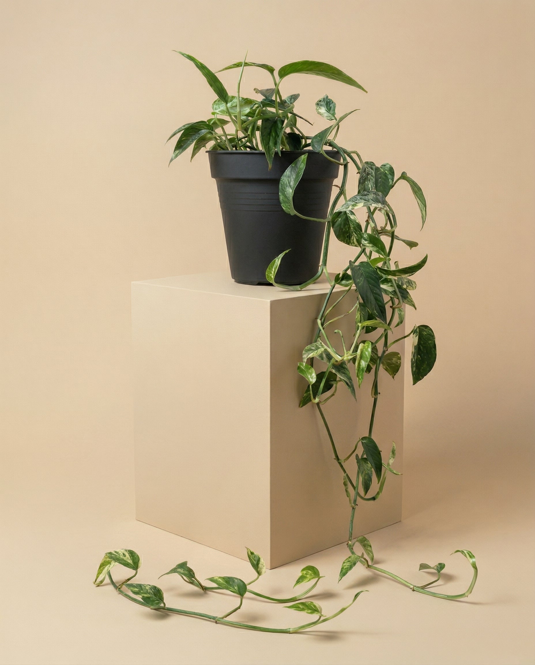 feey-epipremnum-pinnatum-variegata-panaschierte-h-ngepflanze image 3