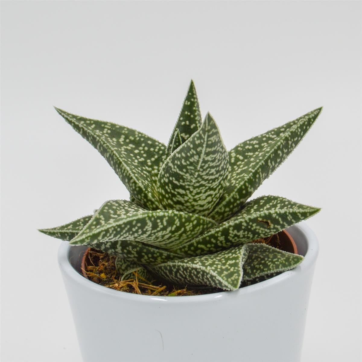 pasiora-aloe-somaliensis-sukkulente-10-5cm-topf image 2