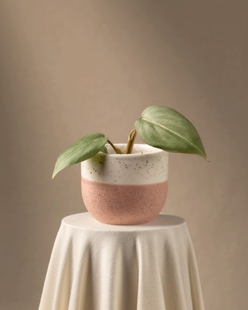 feey-philodendron-gloriosum-babypflanze-rarit-t image 5