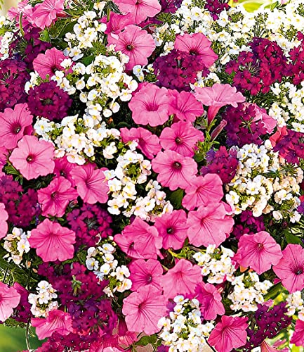 baldur-garten-sommerblumen-set-bubblegum-mix-3-pflanzen-im-10-5-cm-topf image 5