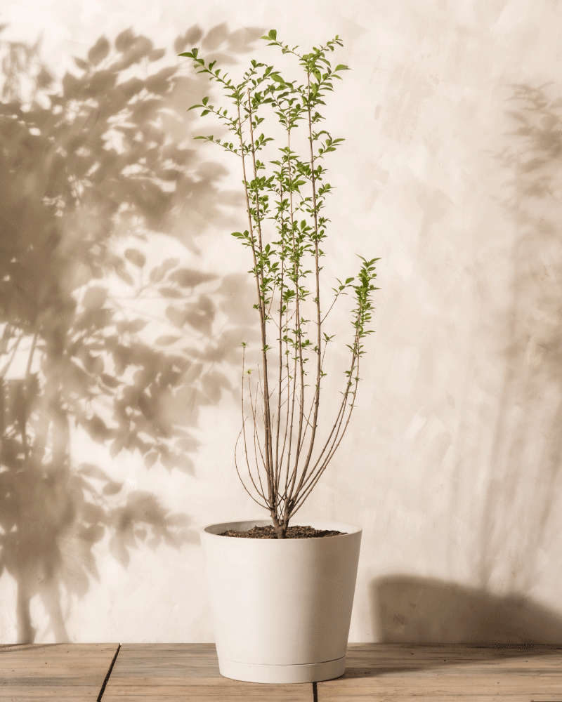 feey-liguster-ligustrum-vulgare-atrovirens-au-enpflanze image 4