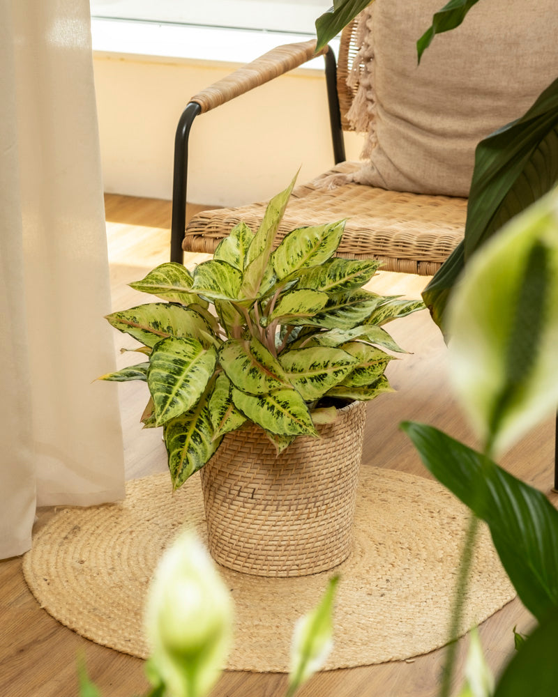 feey-aglaonema-chartreuse-pretty-zimmerpflanze image 4
