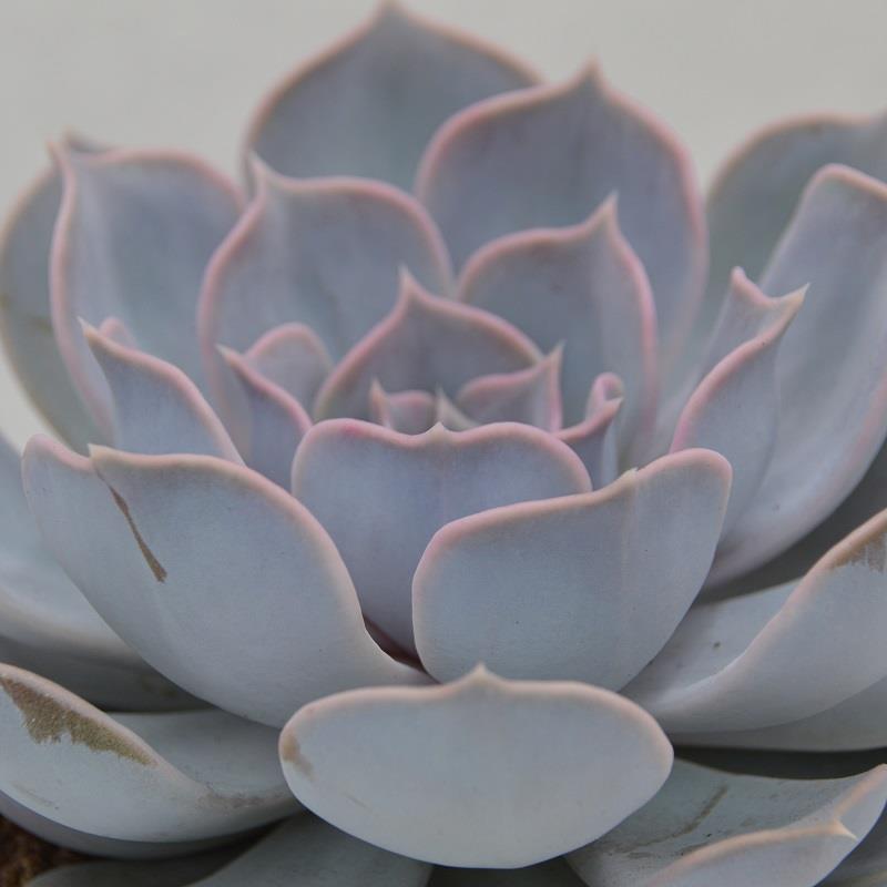 pasiora-echeveria-lilacina-sukkulente-im-10-5cm-topf image 1