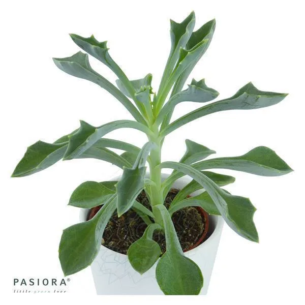 pasiora-senecio-kleiniiformis-sukkulente-6-cm image 1