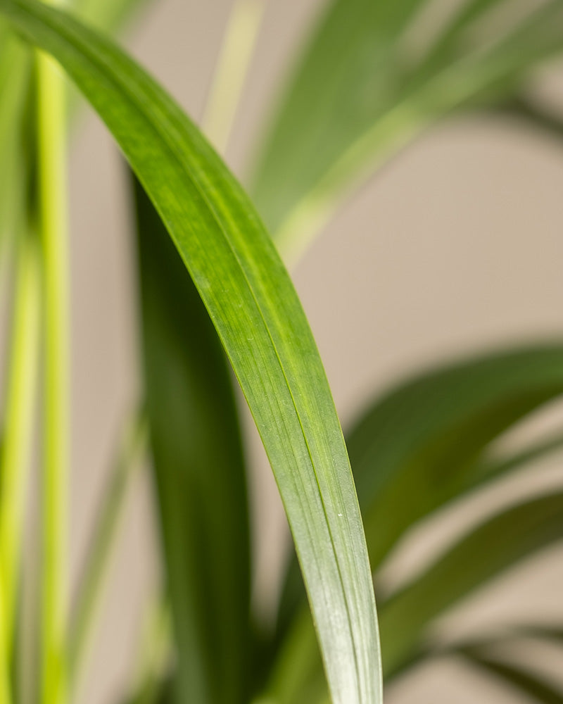 feey-kentiapalme-gro-zimmerpflanze-howea-forsteriana image 7