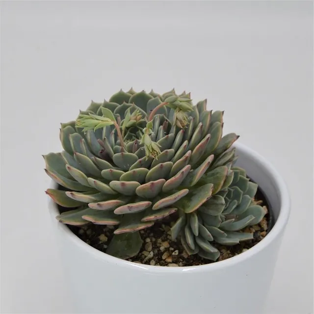 pasiora-echeveria-pinwheel-sukkulente-10-5-cm-mit-kindel image 1