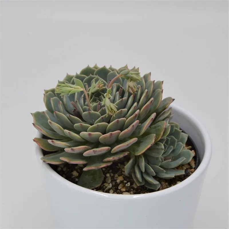 pasiora-echeveria-pinwheel-sukkulente-10-5-cm-mit-kindel image 1