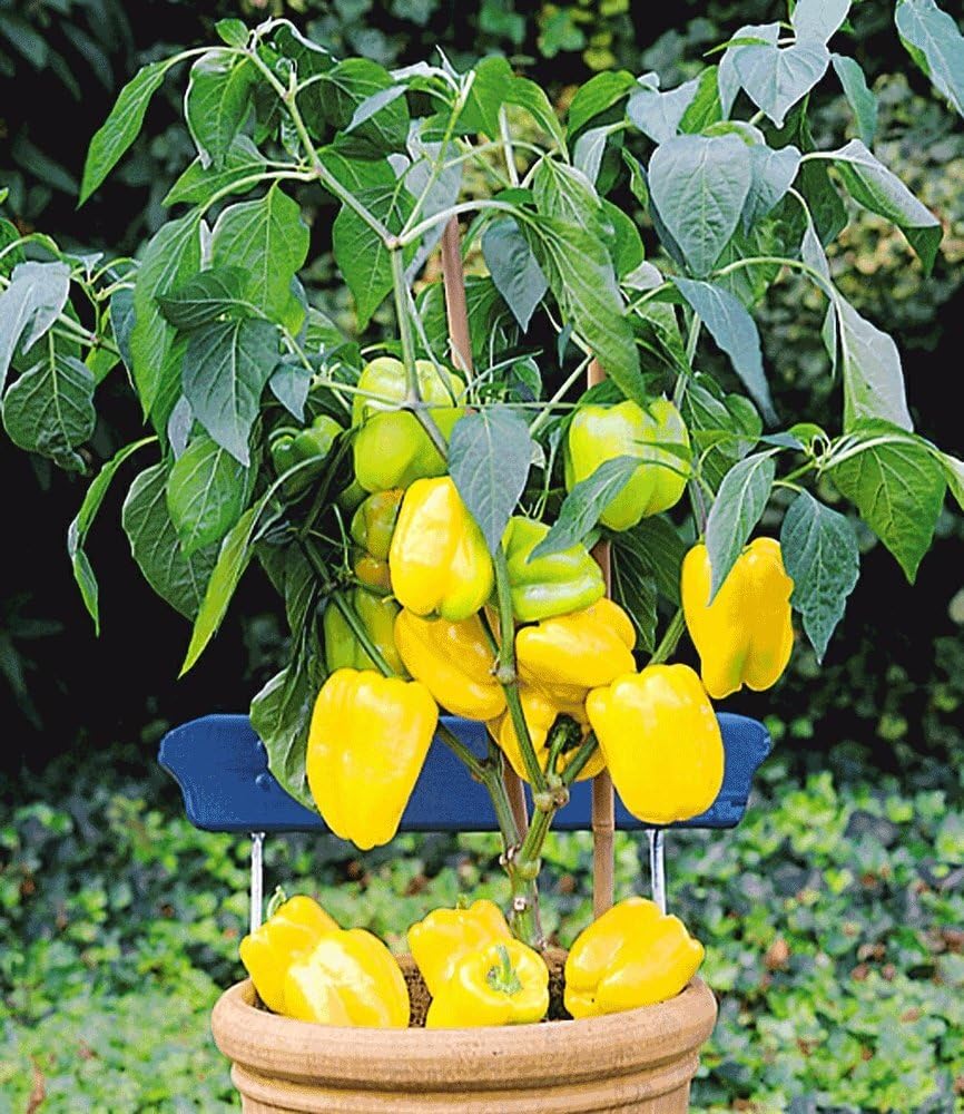 baldur-garten-veredelter-gelber-snack-paprika-1-pflanze-im-10-5-cm-topf image 2