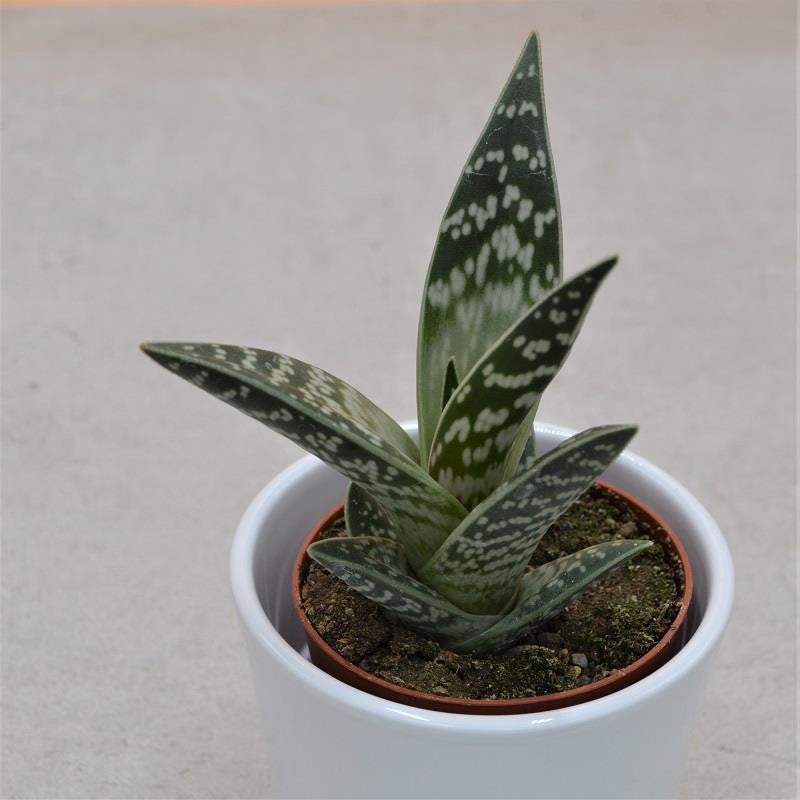 pasiora-aloe-variegata-tiger-aloe-8-5cm-topf image 1