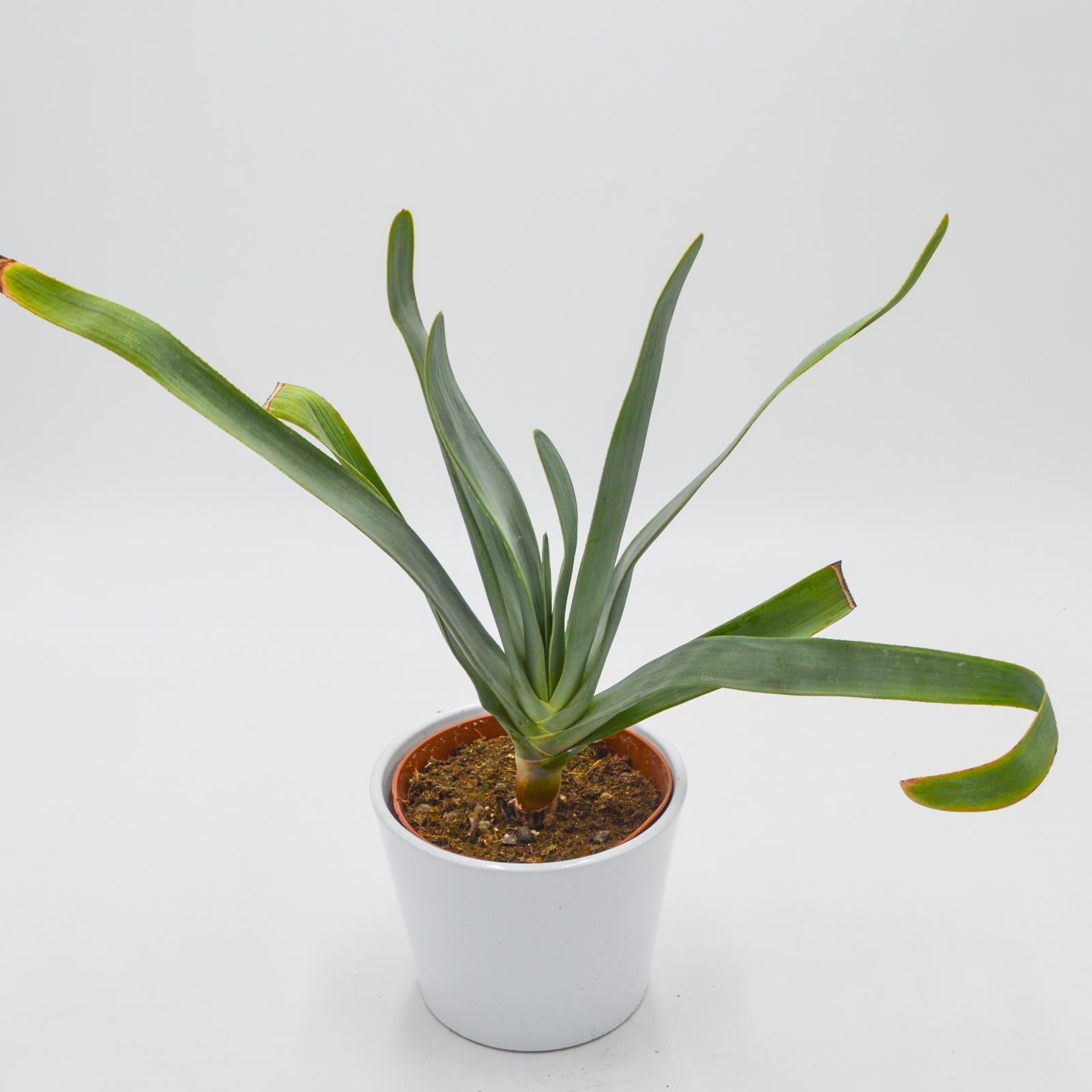 pasiora-aloe-plicatilis-12cm-f-cher-aloe image 2