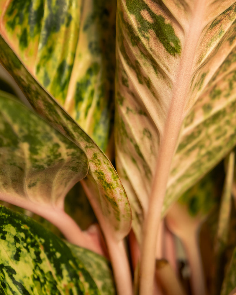 feey-aglaonema-painted-celebration-kolbenfaden-zimmerpflanze image 2
