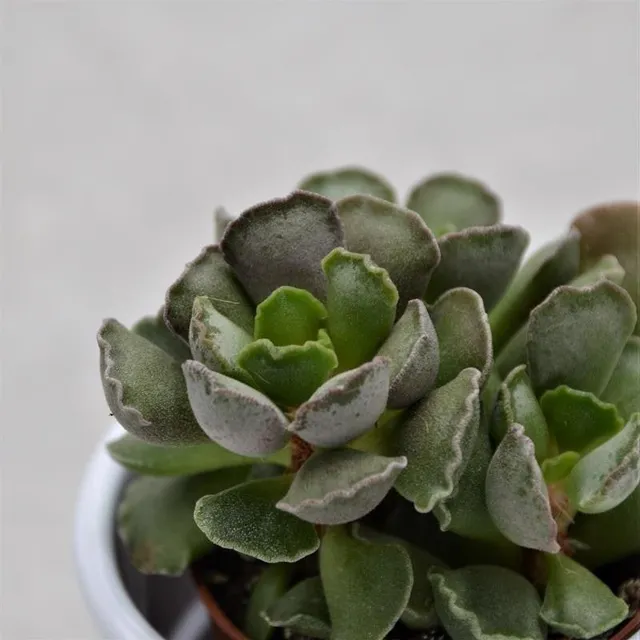 pasiora-adromischus-cristatus-knitterblatt-5-5cm image 1