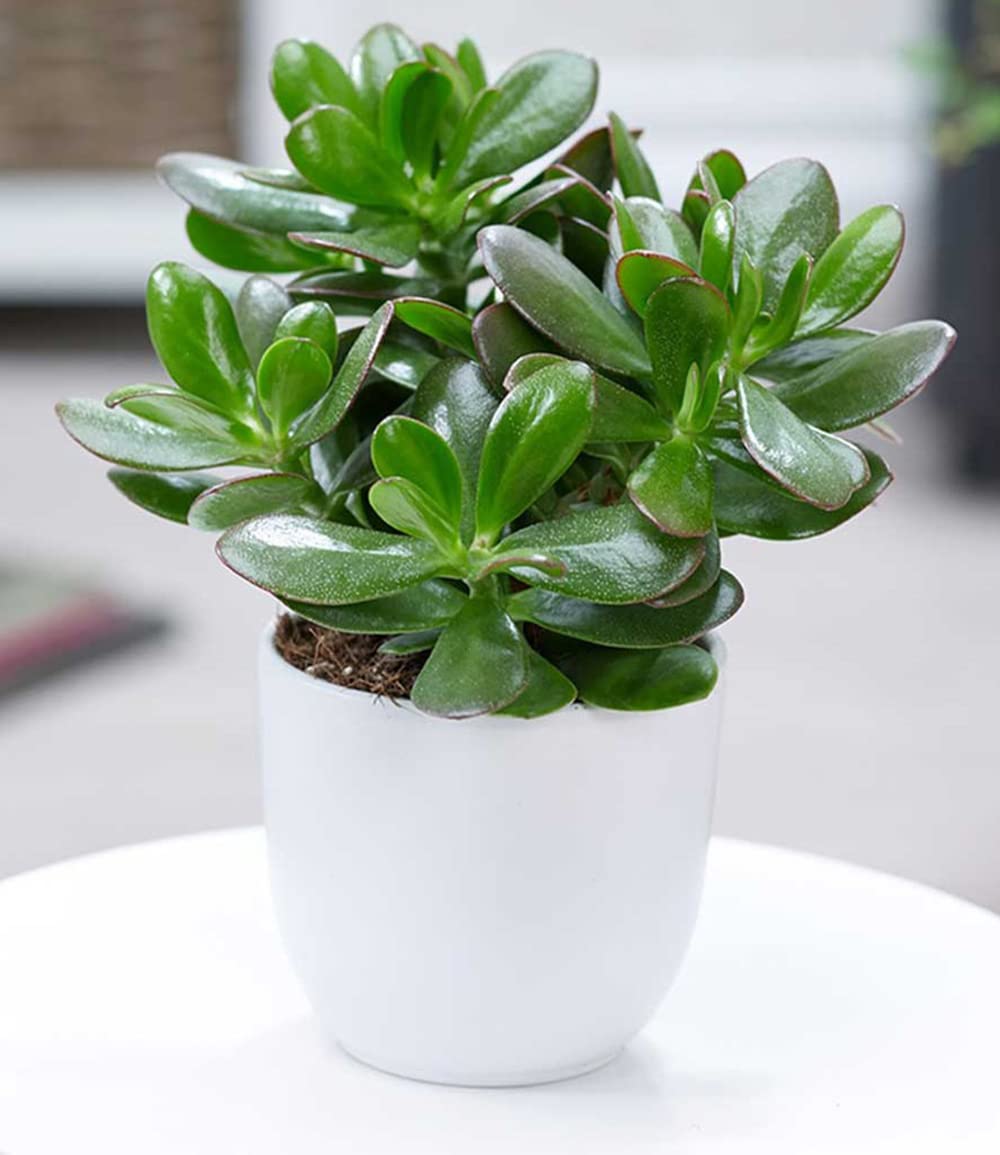 baldur-garten-geldbaum-crassula-ovata-zimmerpflanze-im-12-cm-topf image 3