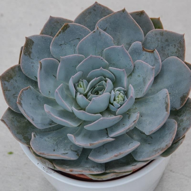 pasiora-echeveria-branco-sukkulente-im-12cm-topf image 2