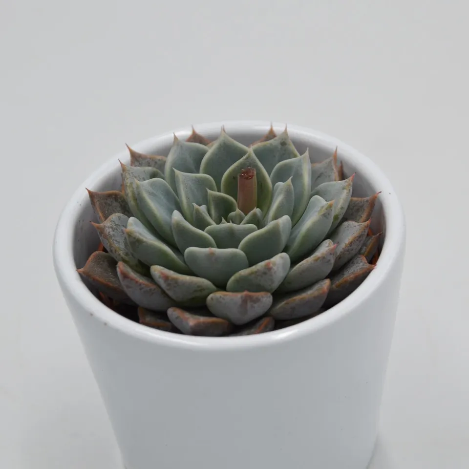 pasiora-echeveria-cuspidata-x-halbingeri-rosette-6cm image 1