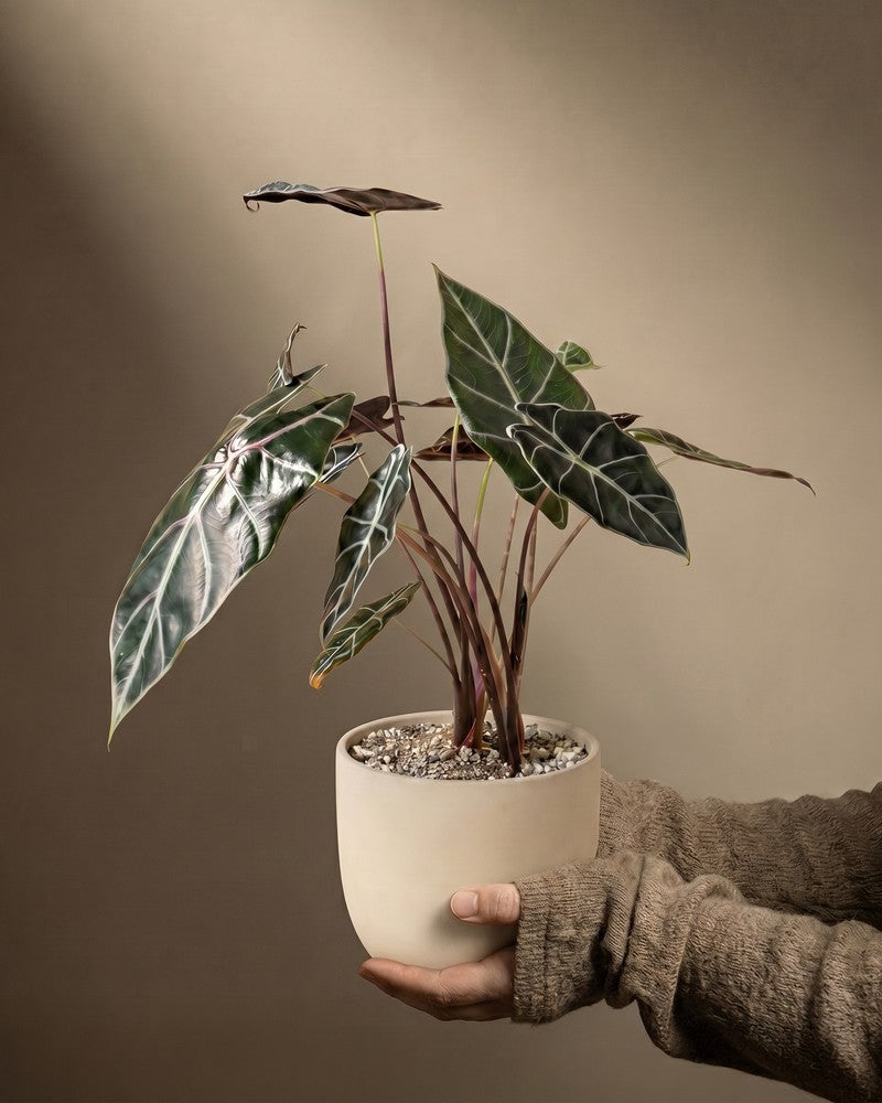 feey-alocasia-red-vein-rarit-t-hydropflanze image 1