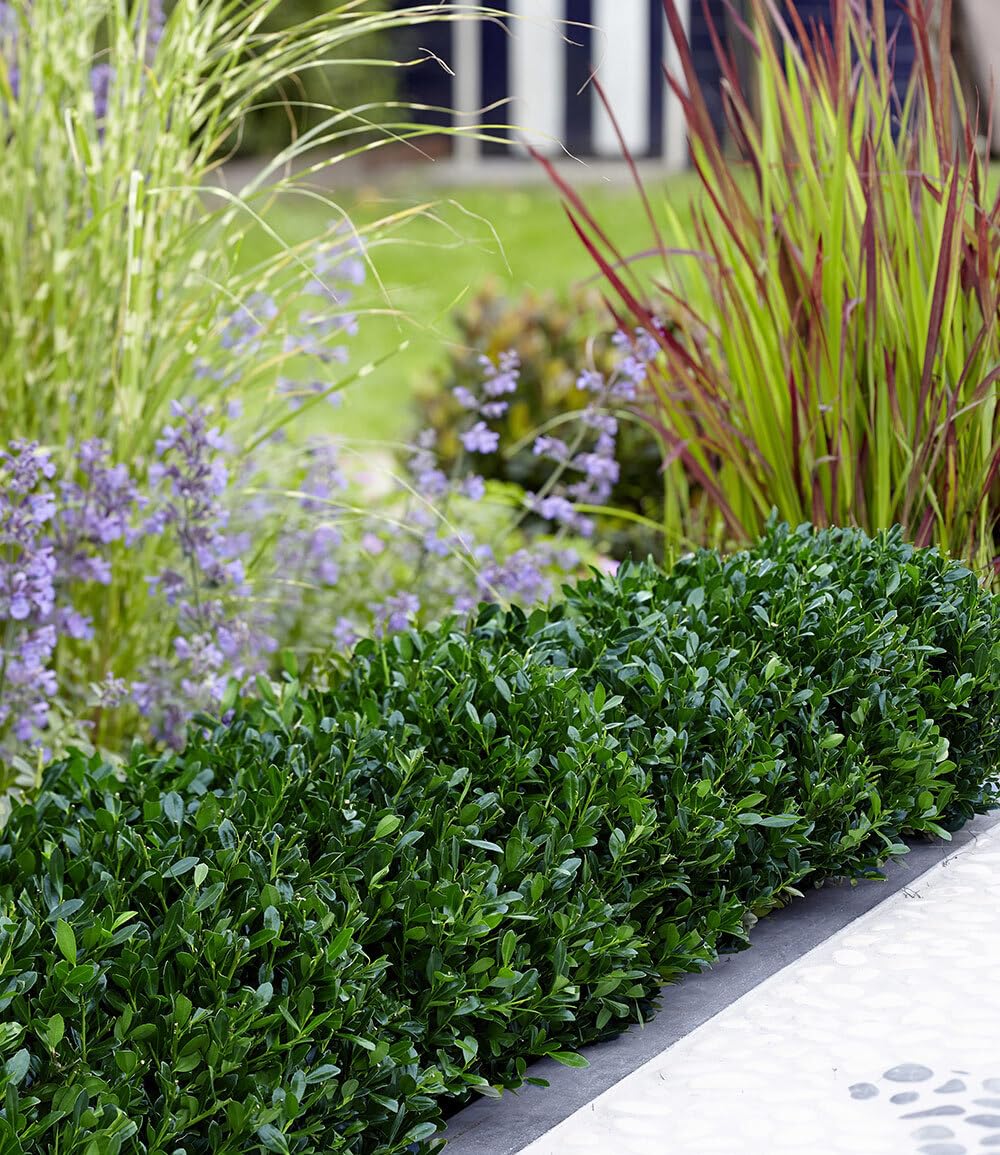 baldur-garten-ilex-crenata-luxus-globe-buchs-ersatz-im-9x9-cm-topf image 4