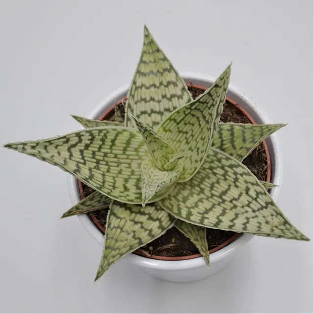 pasiora-aloe-rauhii-demi-12cm-topf image 1