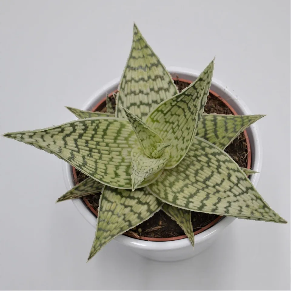 pasiora-aloe-rauhii-demi-12cm-topf image 1