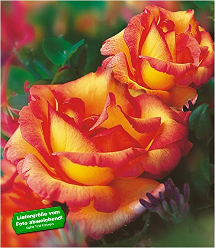 baldur-garten-delbard-kletterrose-parure-d-or-wurzelnackt image 7