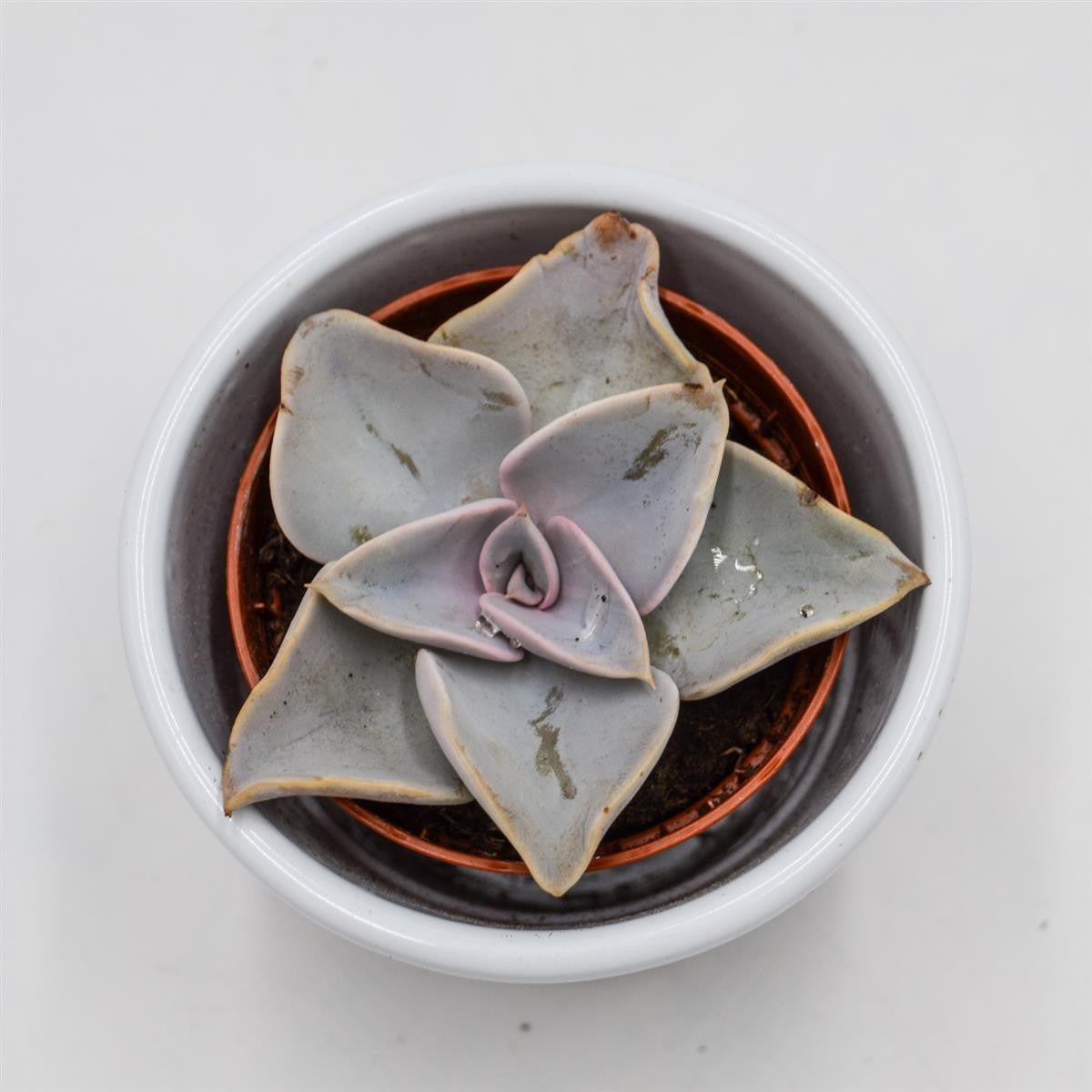 pasiora-echeveria-rodolfi-x-botero-hybride-5-5-cm image 1