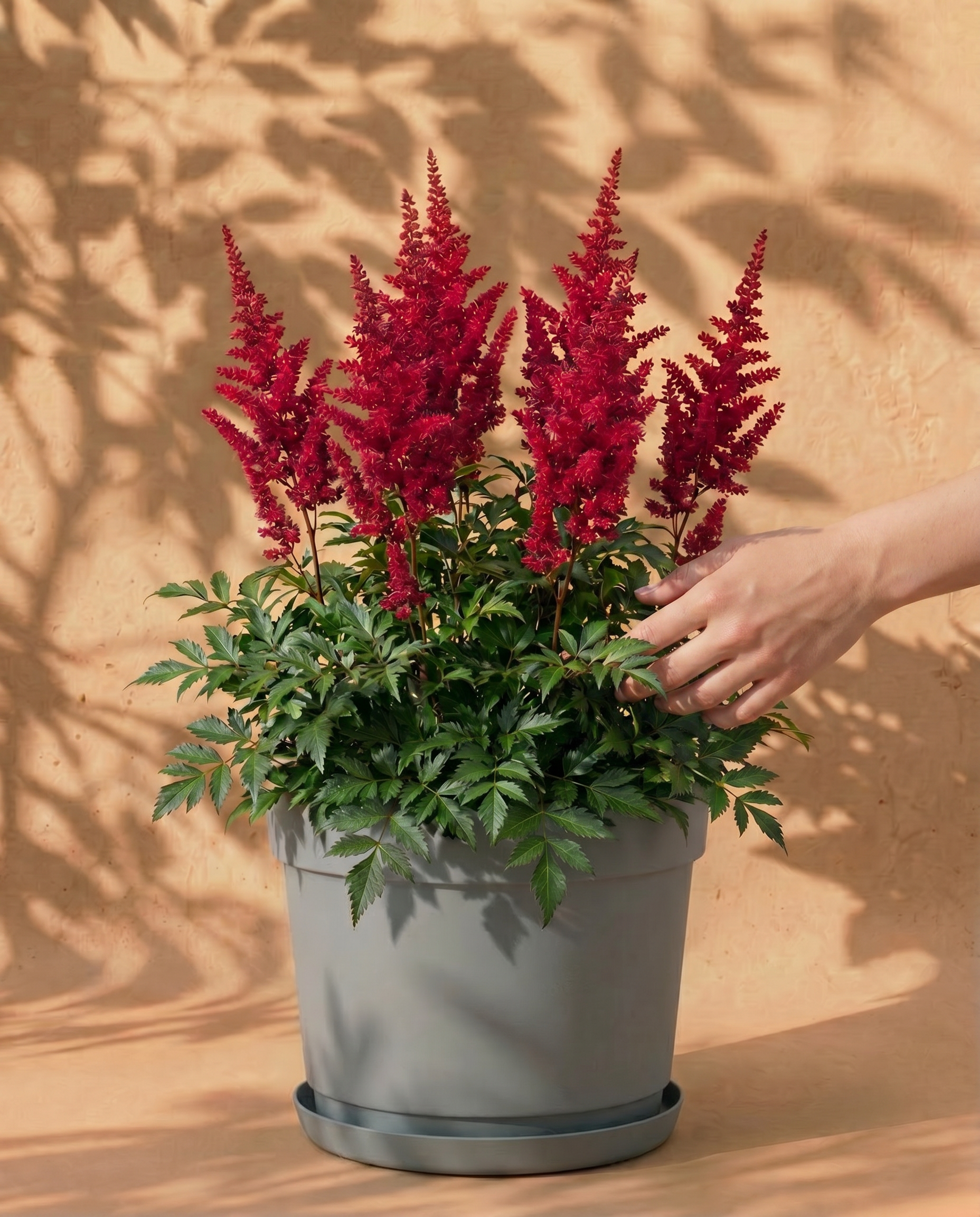 feey-astilbe-pink-spinell-rhizome-prachtspiere-bis-1-m image 1