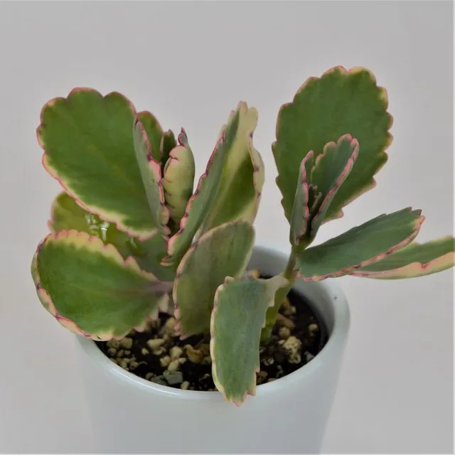 pasiora-kalanchoe-f-variegata-tricolor-sukkulente-im-5-5cm-topf image 1