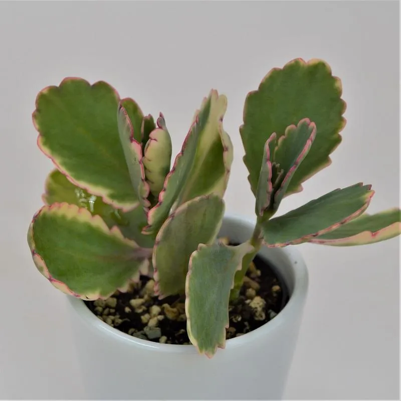 pasiora-kalanchoe-f-variegata-tricolor-sukkulente-im-5-5cm-topf image 1