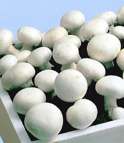baldur-garten-wei-e-edel-champignons-kulturset-7-5-l image 8