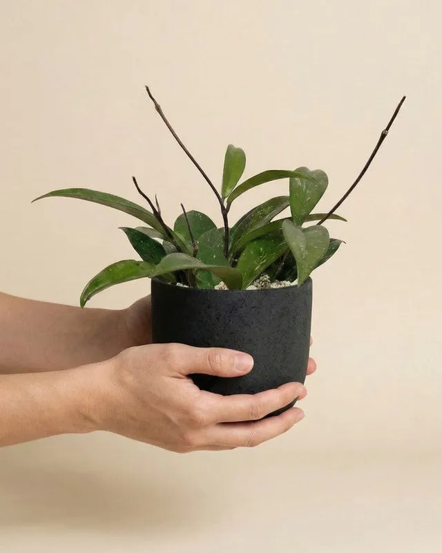 feey-hoya-pubicalyx-wachsblume-h-ngepflanze-schweizer-gew-chs image 1