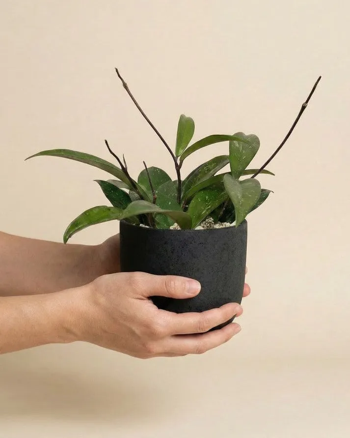feey-hoya-pubicalyx-wachsblume-h-ngepflanze-schweizer-gew-chs image 1