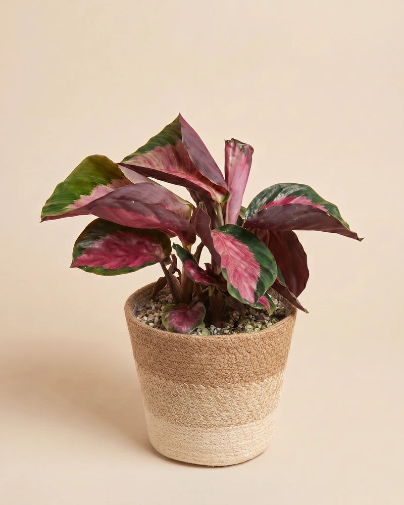 feey-calathea-rosy-korbmarante image 8