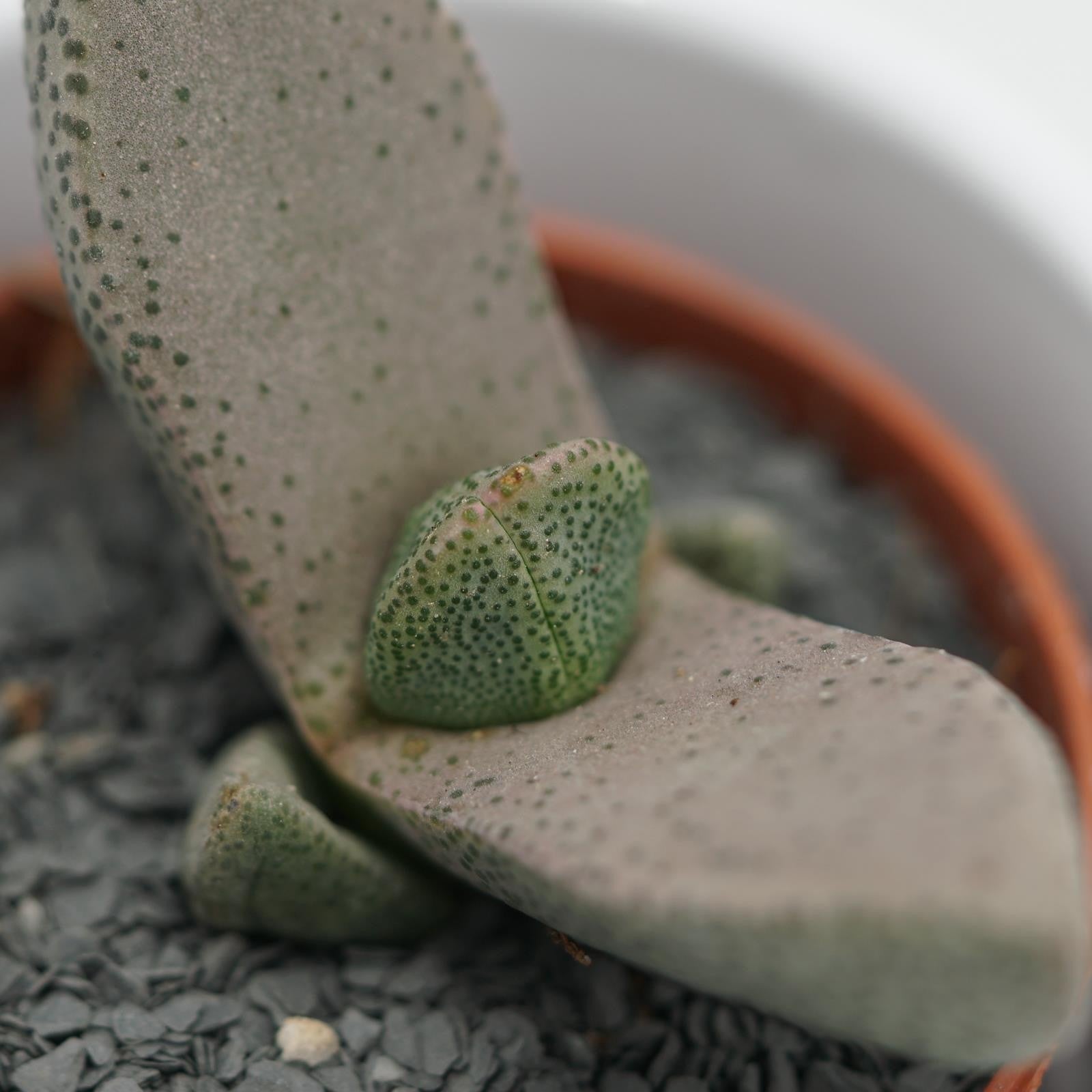 pasiora-pleiospilos-bolussi-sukkulente-5-5-cm-topf image 2