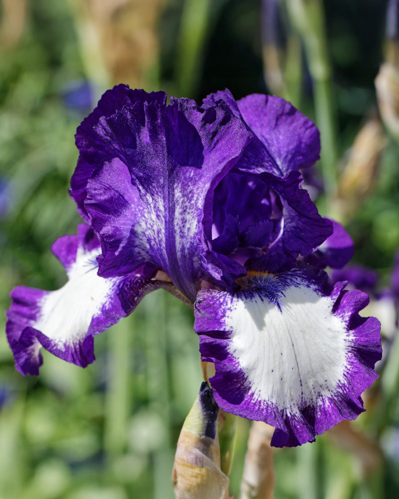 feey-iris-wei-violett-iris-germanica image 2