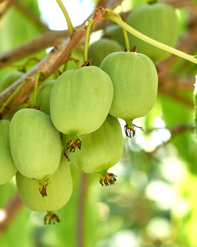 feey-mini-kiwi-actinidia-arguta-issai-obstpflanze image 2