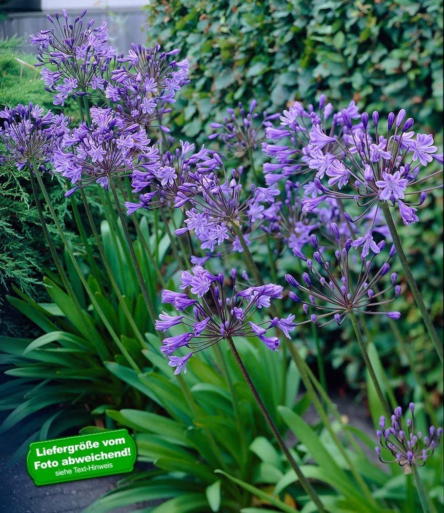baldur-garten-agapanthus-blue-4-knollen-gr-e-i image 3
