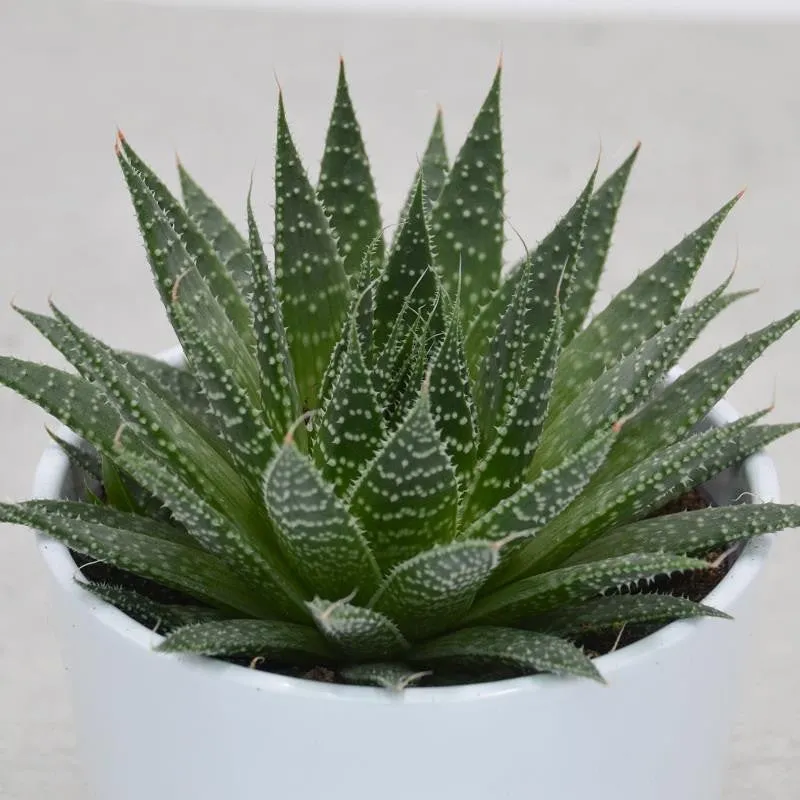 pasiora-aloe-aristata-sukkulente-12-cm-topf image 1