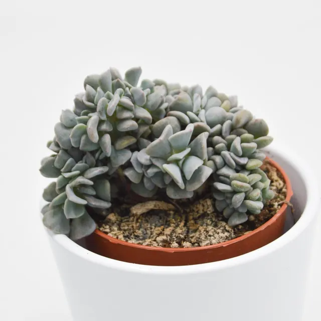 pasiora-echeveria-cubic-frost-cristata-sukkulente-8-5cm image 1