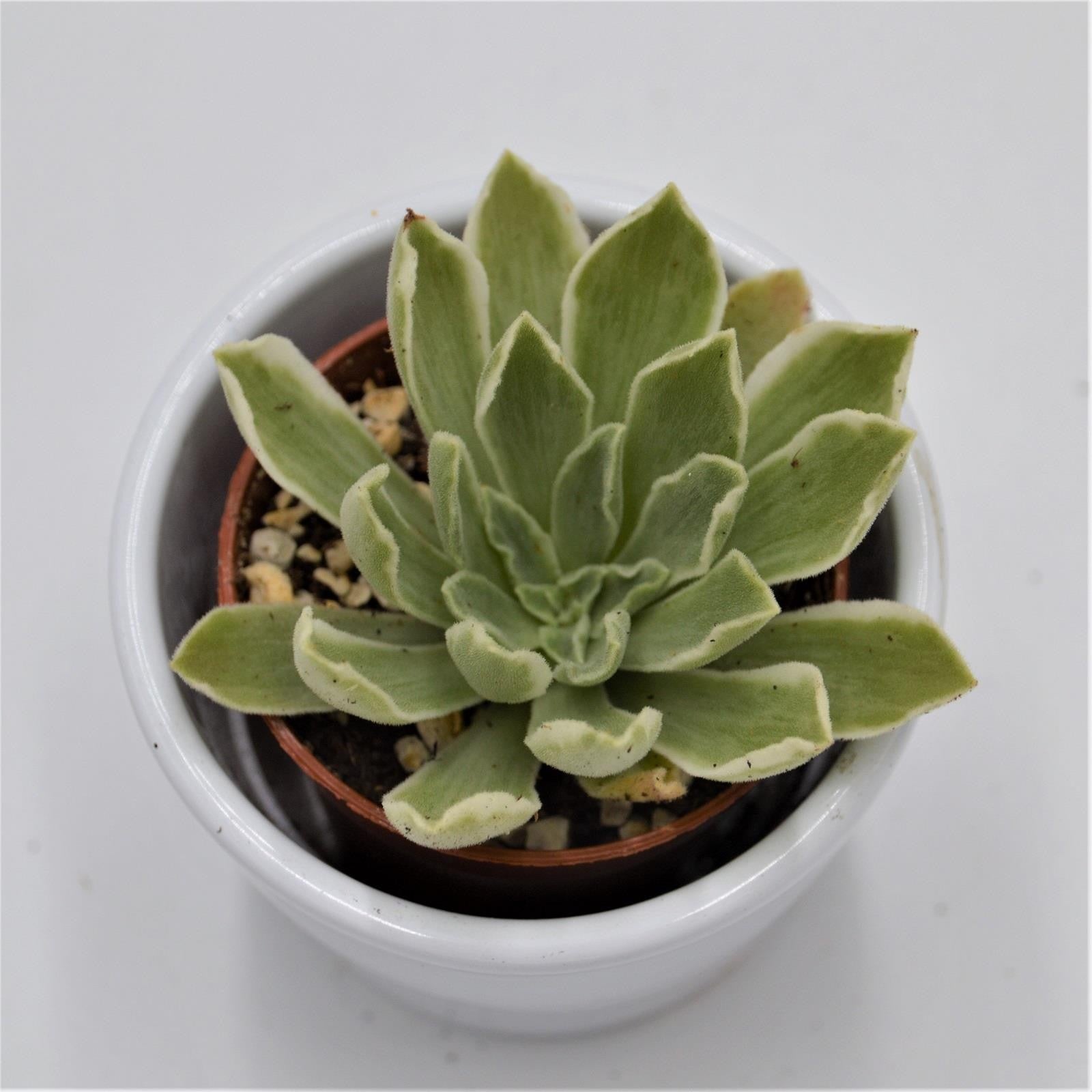 pasiora-aeonium-ballerina-variegata-rosetten-sukkulente-6cm-topf image 1