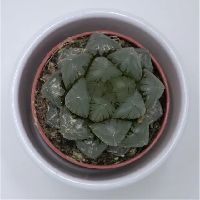 pasiora-haworthia-cooperi-var-truncata-sukkulente-5-5-cm-topf image 1