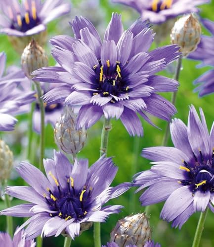 baldur-garten-blaue-rasselblume-catananche-9-pflanzen-im-9x9-cm-topf image 2